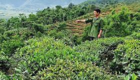 Lai Châu chú trọng đầu tư phát triển cây chè